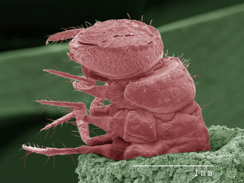 Coloured SEM Of Caddisfly Larva In Case
