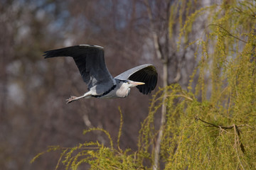 Grey Heron, Ardea cinerea