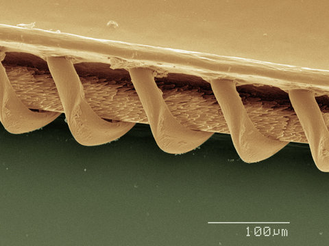 Coloured SEM of wasp wing