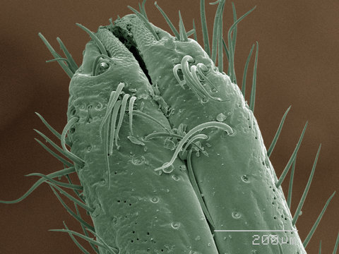 Coloured SEM of cicada mouthparts
