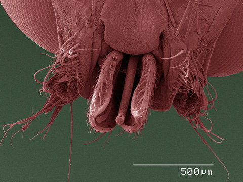 Coloured SEM of louse fly (Hippoboscidae) mouthparts