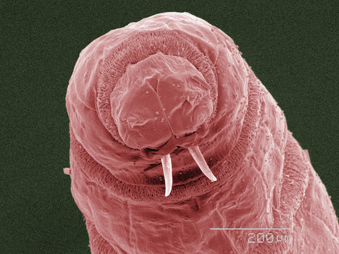 Coloured SEM of fly maggot mouthparts