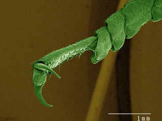 Coloured SEM of American cockroach leg