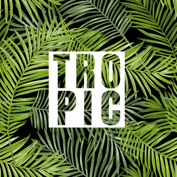 Tropical Palm. Tropical Leaves Background. Vector Background. 
