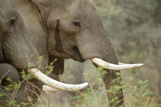 African elephants - Loxodonta africana.  Two bulls. The right hand elephant is weeping from his temporal gland - usually an indicator of stress