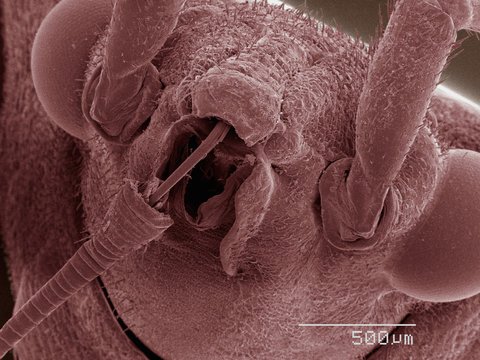 Coloured SEM of boxelder (Boisea trivittata) bug mouthparts