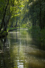 Spreewald im Gegenlicht