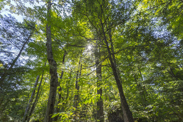Fototapeta premium In dense green forest view