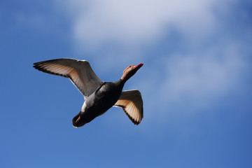 Red-crested Pochard, Netta rufina