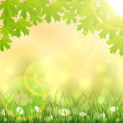 Spring background with grass and maple leaves