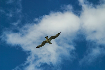 Seagull in sky with clouds