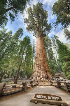 General Sherman Giant Sequoia