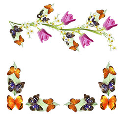 Butterfly on leaves isolated on white background