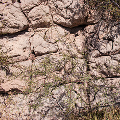 Texture of cracked rock wall in the desert with vines growing.