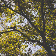 Bird sitting on a branch on a tree