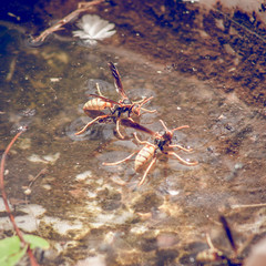 Giant desert wasps, sitting on the surface of a puddle in the desert, shallow depth of field.