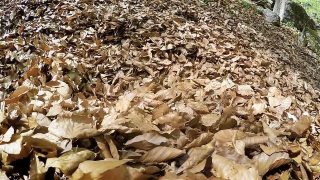 A beagle digging himself into the pile of fallen tree leaves