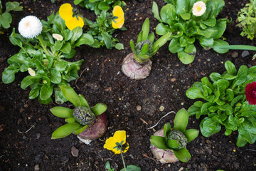 Blumenbeet