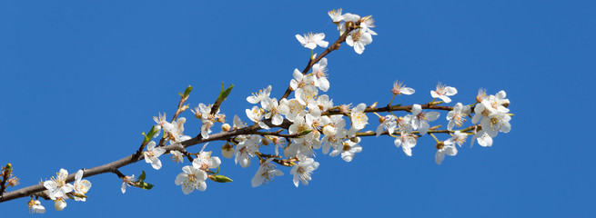 Weiße Baumblüten vor blauem Himmel im Frühling