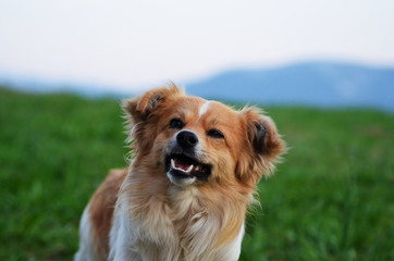 Cute scruffy terrier with a happy smile