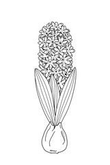 Hyazinthe mit Zwiebel (Malvorlage)