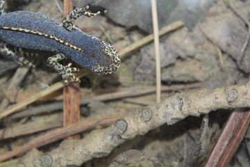 Männlicher Bergmolch im Wasser