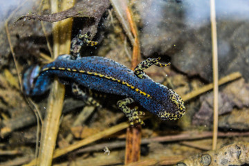 Männlicher Bergmolch im Wasser