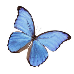 Isolated blue butterfly -morpho didius