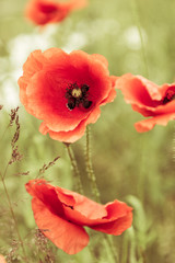 Obraz premium Wild red poppies flowers on green meadow