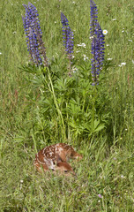 Sleeping Fawn--Vertical