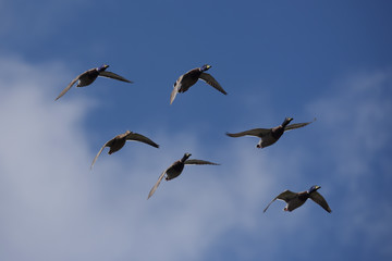 Mallard, Duck, Anas platyrhynchos
