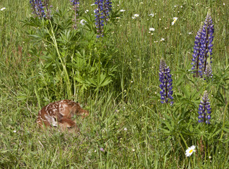 Fawn Curled up in Wildflower Meadow