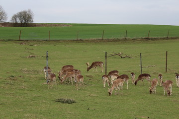 Damwild auf einer Wiese
