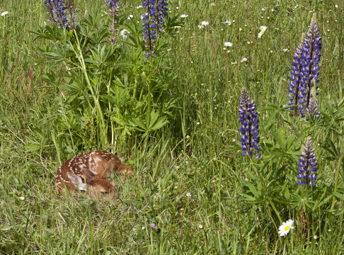 Fototapeta Fawn Curled up in Wildflower Meadow