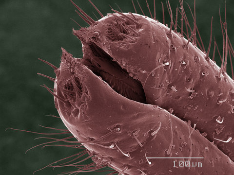 Coloured SEM of spittlebug (Cercopidae)