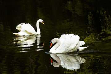 Fototapeta premium Two swans on a lake