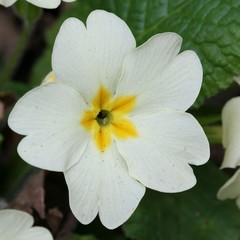 Primrose - Primula vulgaris