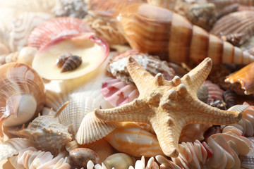 Fototapeta na wymiar Sea shell background