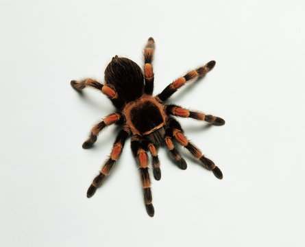 Mexican redknee tarantula (Brachypelma smithi), studio shot