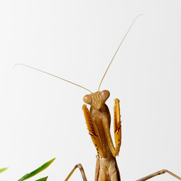 Praying Mantis