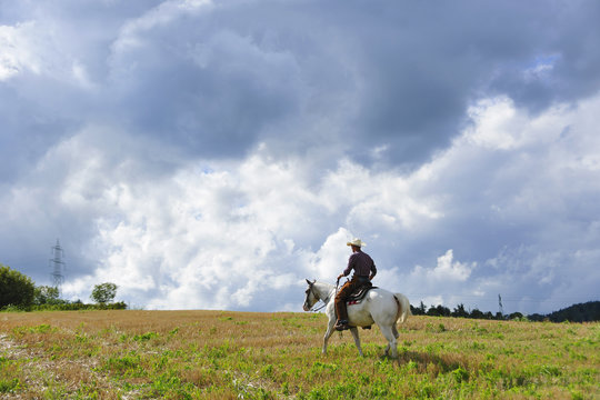 Young man in cowboy gear riding horse in field