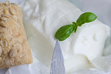 Italian cheese - stracchino with basel leaves. Closeup
