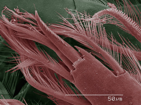 Coloured SEM of cyclops
