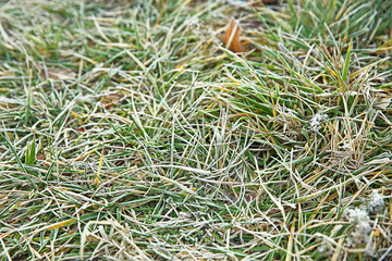 Frozen grass, close up. Natural background