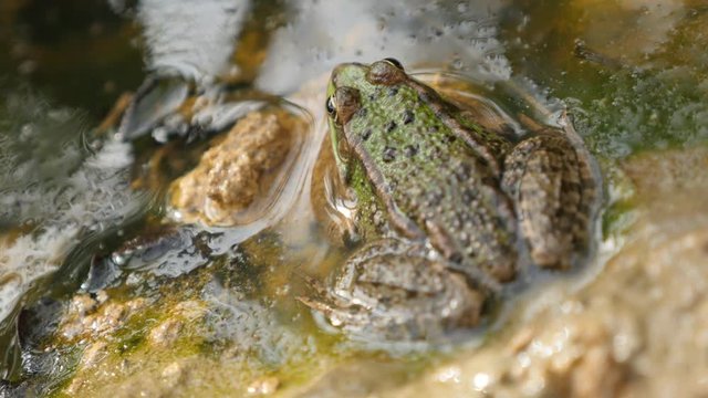 Near pond Rana Bergeri frog lurking for pray 4K 2160p UltraHD footage - Rana ridibunda relaxing near swamp water natural 4K 3840X2160 UHD video 