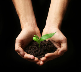 Male hands holding soil and plant on black background