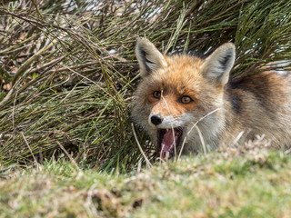 Red fox (Vulpes vulpes) hidden