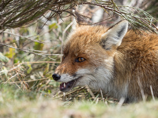 Red fox (Vulpes vulpes) hidden