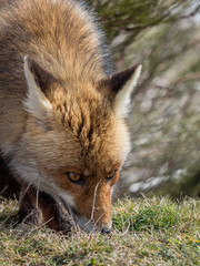Red fox (Vulpes vulpes) tracking and sniffing