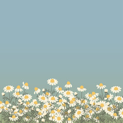 Vector card with chamomile flowers on a background of the sky and space for your text. Daisy meadow. Medicinal herb.